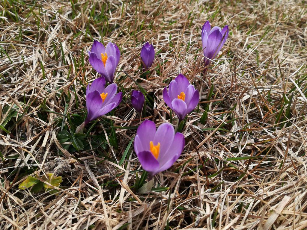 Primavera in Val d'Ultimo